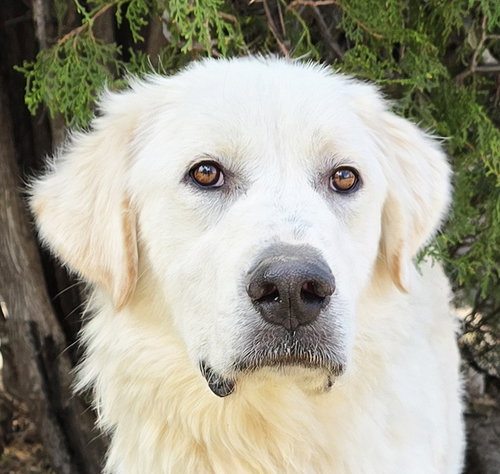 Amazing Mr Aslan = Pure Pyr Devotion !