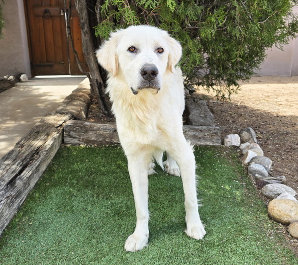 Amazing Mr Aslan = Pure Pyr Devotion !
