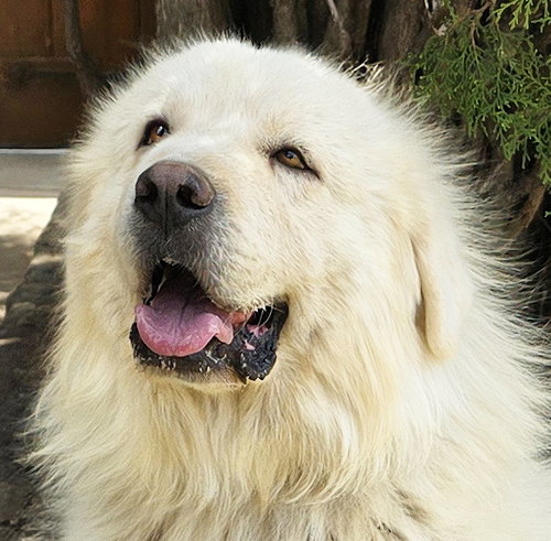 Handsome Mr Hayden ~ Golden Pyr
