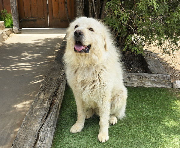 Handsome Mr Hayden ~ Golden Pyr