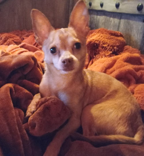 Gracious Lil Mr Grogu Too ~ Chill Chihuahua