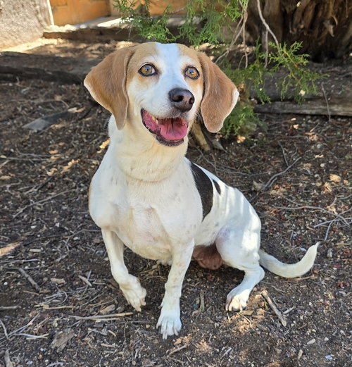 Heavenly Lil Ms Harriet ~ Quiet Beagle !