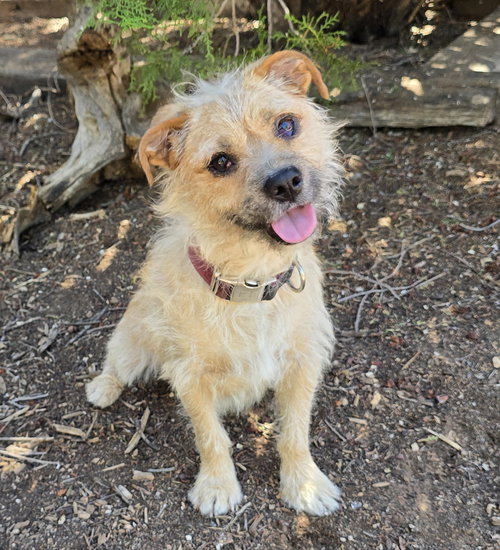 Always Happy Herk ~ EASY Border Terrier !