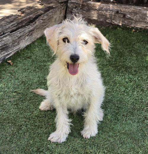 Bright Lil Mr Bernie ~ Wickedly Wonderful Westiepo