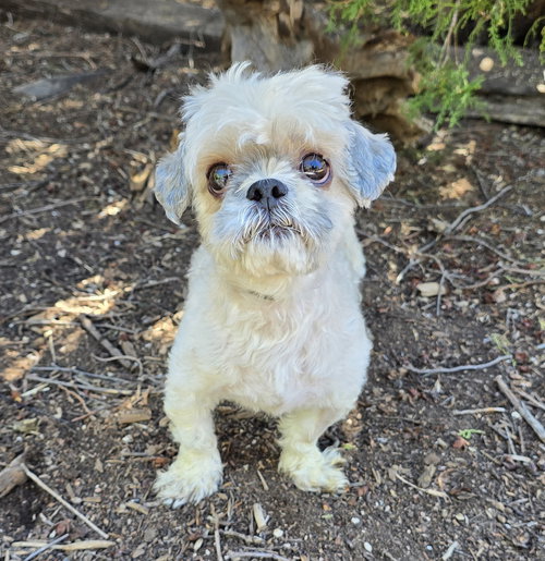Resilient Lil Mr Renard - Sweet Pie Shih Tzu