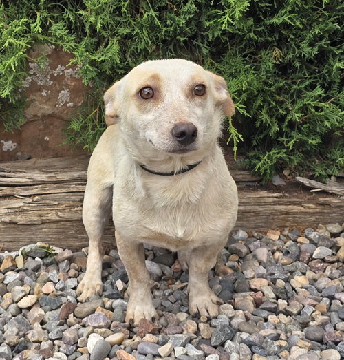 Lover Boy Lando ~ Delightful Doxie X !