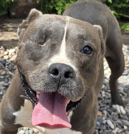 Jazzy Ms Jyn ~ Glorious American Bully !