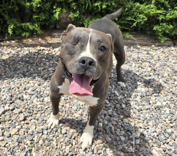 Jazzy Ms Jyn ~ Glorious American Bully !
