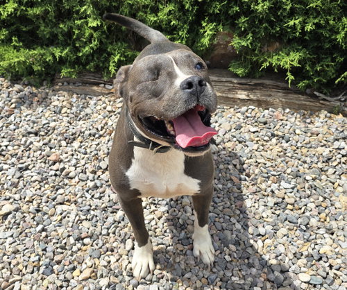 Jazzy Ms Jyn ~ Glorious American Bully photo 2