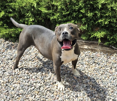 Jazzy Ms Jyn ~ Glorious American Bully photo 3