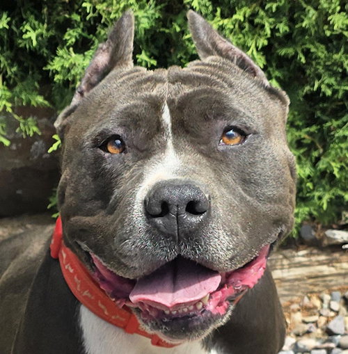 Kylo de Keeper ~ SWEET American Bully !