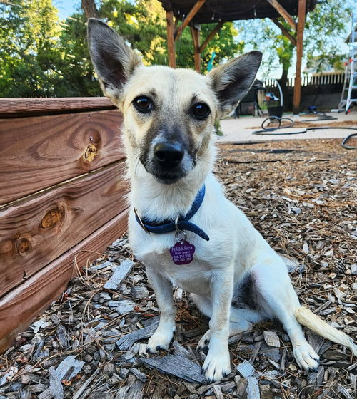 Serene Lil Ms Sabine ~ Snuggly SWEET !, an adoptable Rat Terrier in Albuquerque, NM
