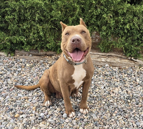 Ms Cutie Pie Chiara ~ Best Of Show American Bully photo 2