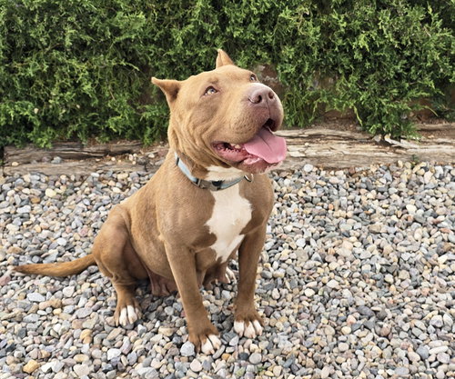 Ms Cutie Pie Chiara ~ Best Of Show American Bully photo 3