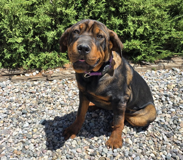 Darling Lil Ms Delores ~ Adorable Rottie Pei Pup