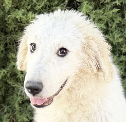 Mystical Lil Ms Mithra ~ YUM !!!, an adoptable Great Pyrenees in Albuquerque, NM