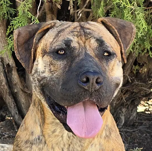 The Amazing Ms Miata  Mastiff Bully - Mastiff