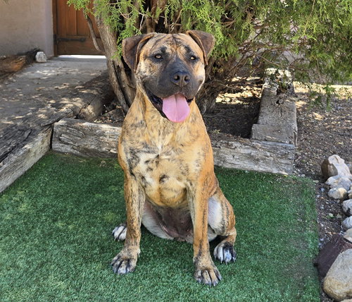 The Amazing Ms Miata ~ Mastiff Bully photo 2