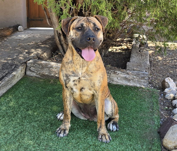 The Amazing Ms Miata ~ Mastiff Bully