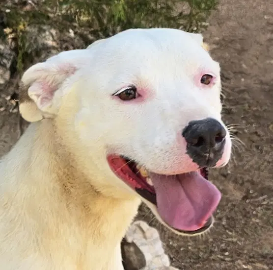 Tender Ms Tacoma  Amiable Amstaff - American Staffordshire Terrier