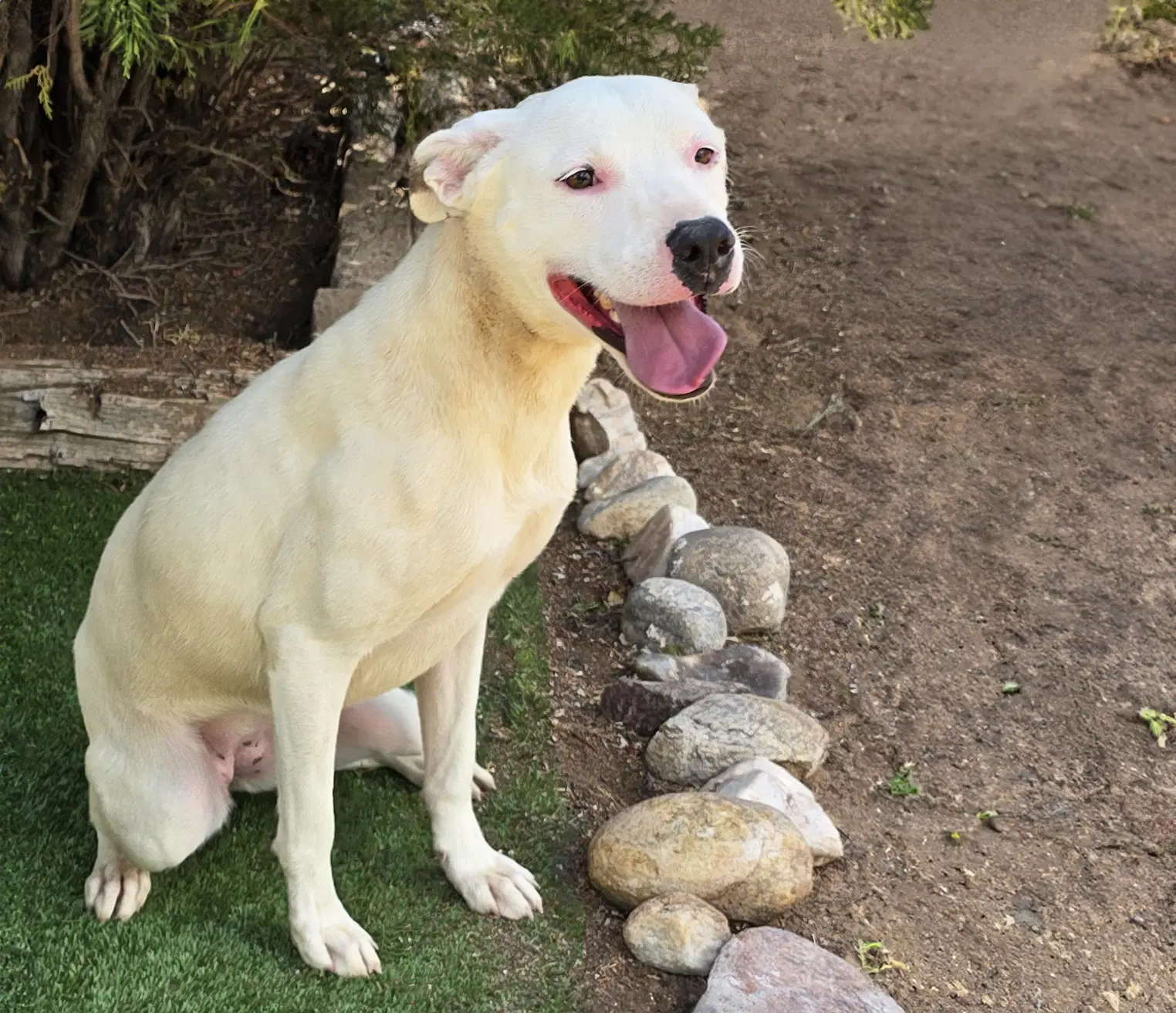 Tender Ms Tacoma  Amiable Amstaff image 2