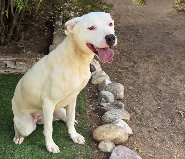 Tender Ms Tacoma ~ Amiable Amstaff