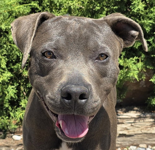 picture of the dog needing adoption