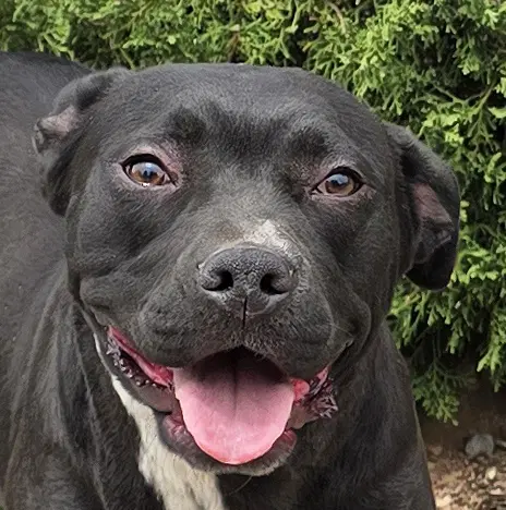 Exotic Ms Ebony  Delightful - American Staffordshire Terrier