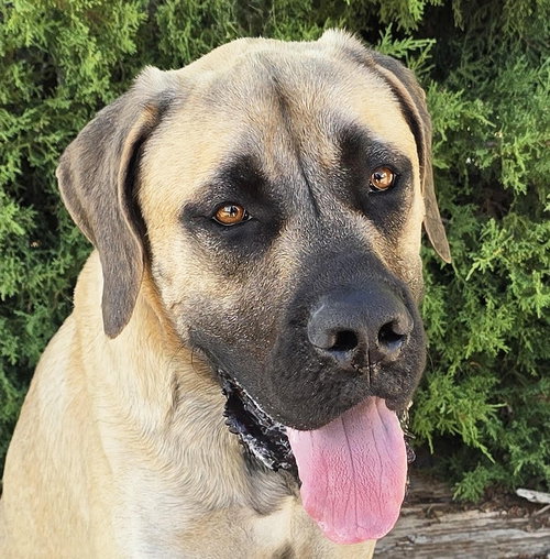 Kissable Mr Kronos ~ Sweet House Gentleman
