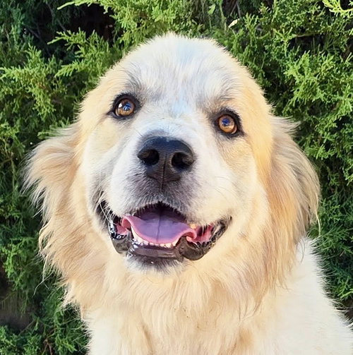 Jaunty Mr Joshua - Golden Pyr Perfection