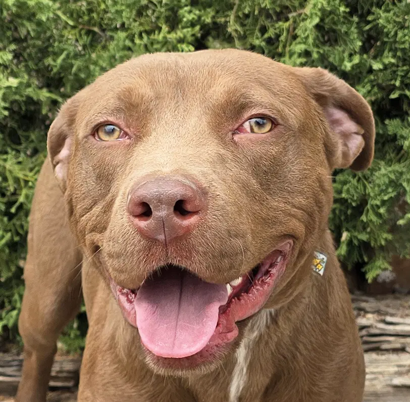 Merry Mr Marco - Fun Easy Pup - American Staffordshire Terrier