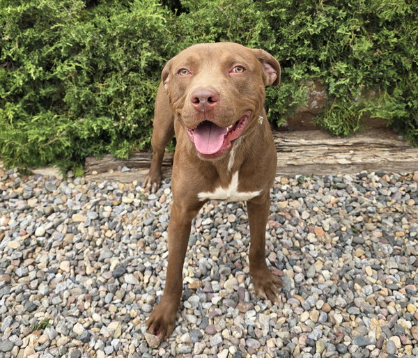 Merry Mr Marco - FUN Easy Pup !