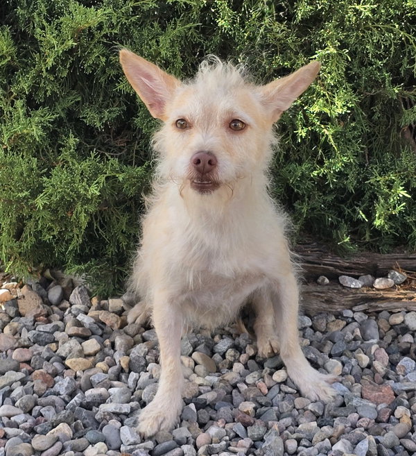 Simply Sweet Lil Mr Sirga ~ Chorkie