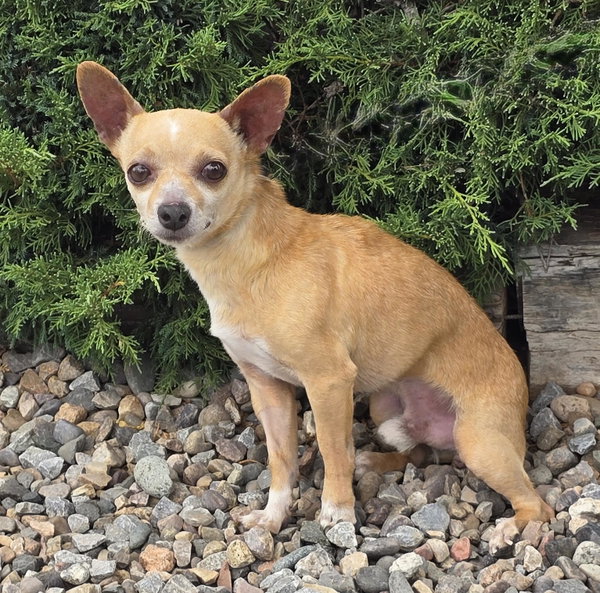 Jovial Lil Mr Jean-Luc ~ Charming Chill Chihuahua