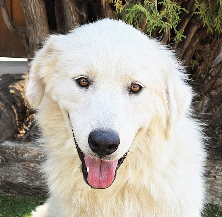 Darling Ms Daphne Pyr  Sweet