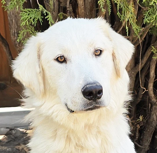 Serene Mr Shaggy Pyr  Perfection