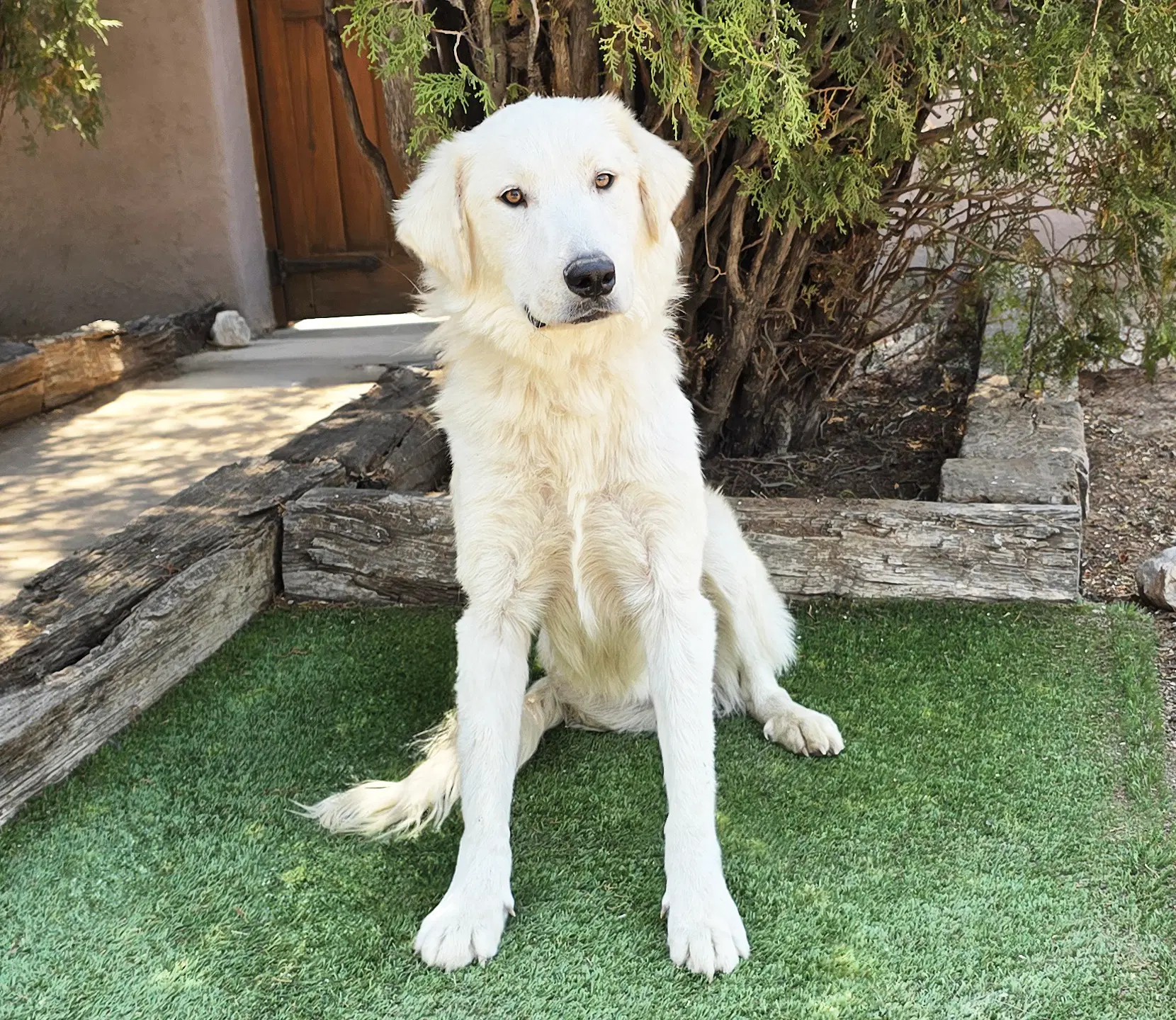 Serene Mr Shaggy Pyr  Perfection image 2