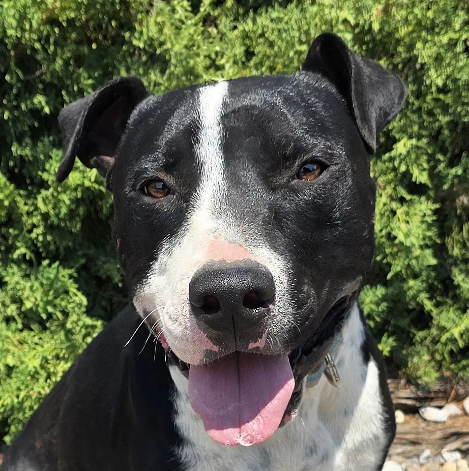 Magnanimous Mr Muldoon  Rock Star - American Staffordshire Terrier