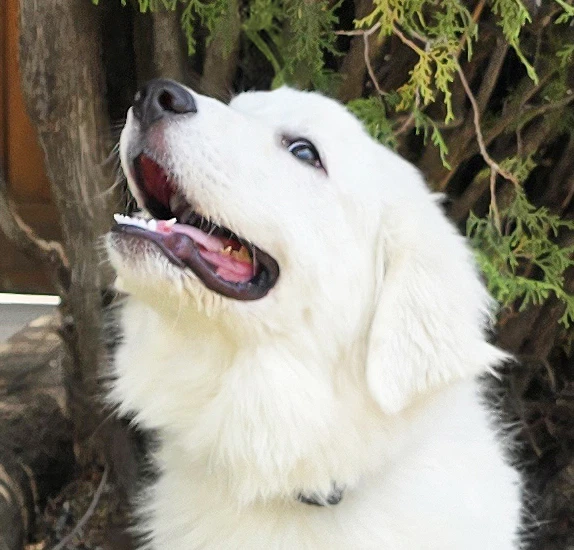 Stupendous Lil Mr Stuart  Great Pyr