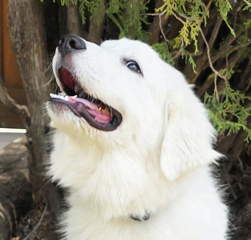 picture of the dog needing adoption