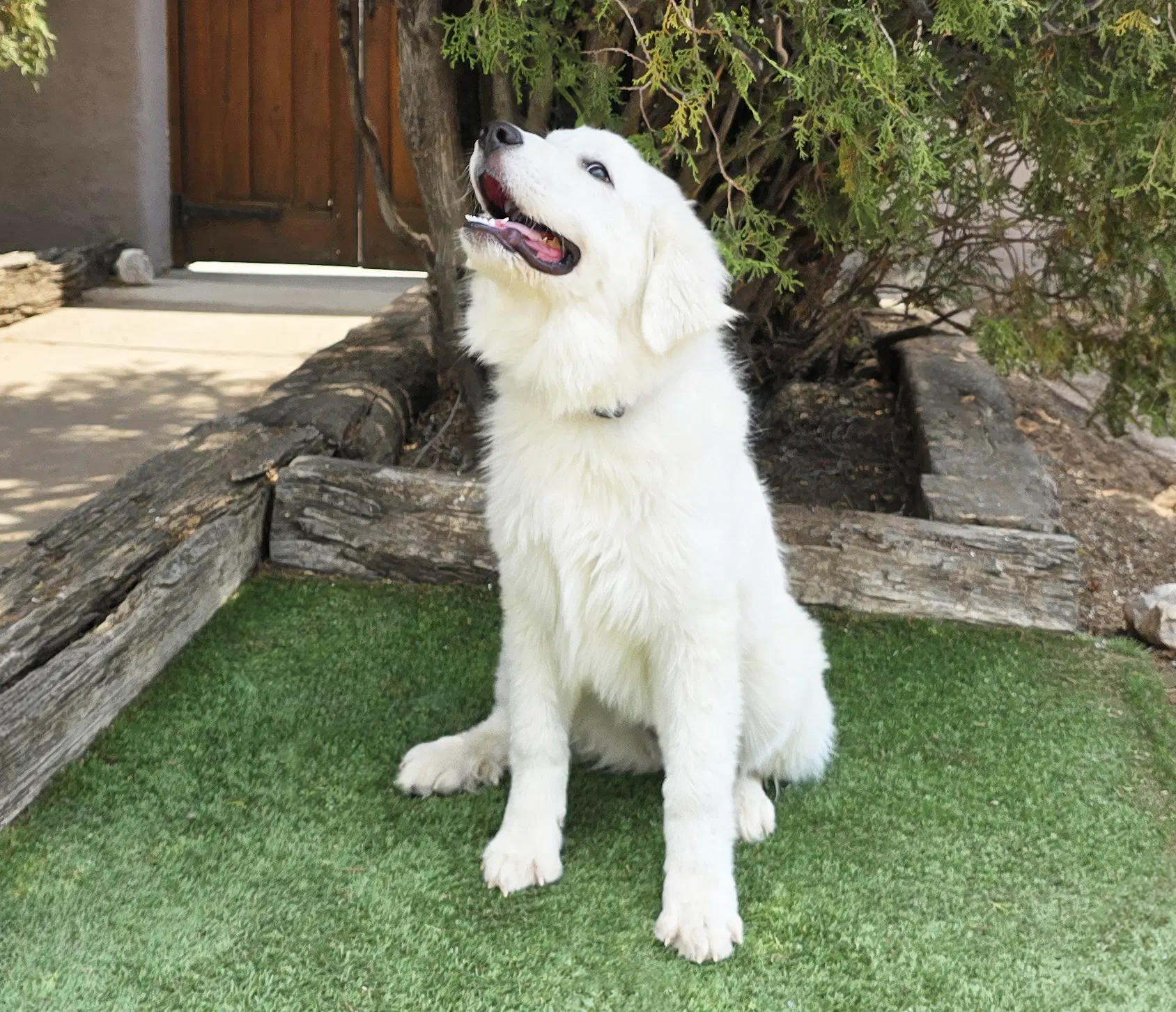Stupendous Lil Mr Stuart  Great Pyr image 2