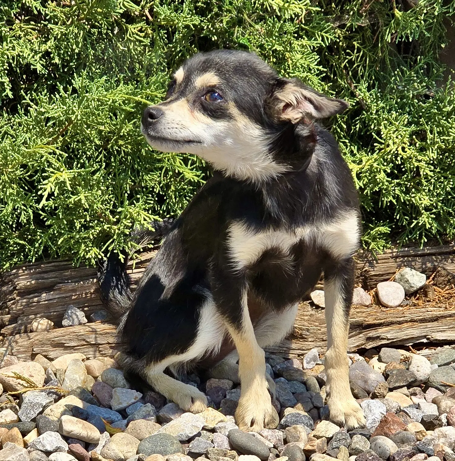 Funny Lil Ms Farkle - Wee  Lb Chi - Chihuahua