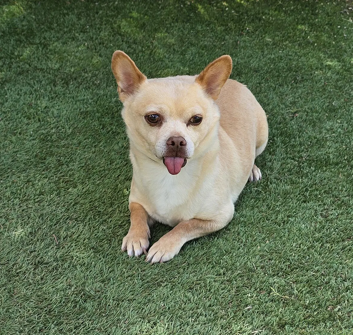 Noble Lil Mr Nelson  Charming - Chihuahua
