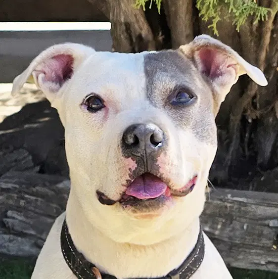 Beautiful Ms Babe  Petite Sweetie Pie - American Pit Bull Terrier