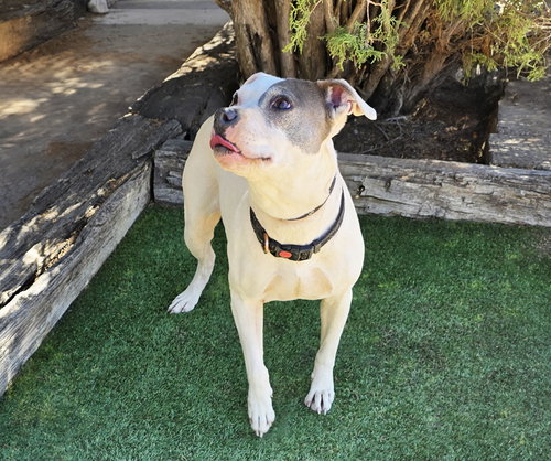 Photo 4 of Beautiful Ms Babe ~ Petite Sweetie Pie !