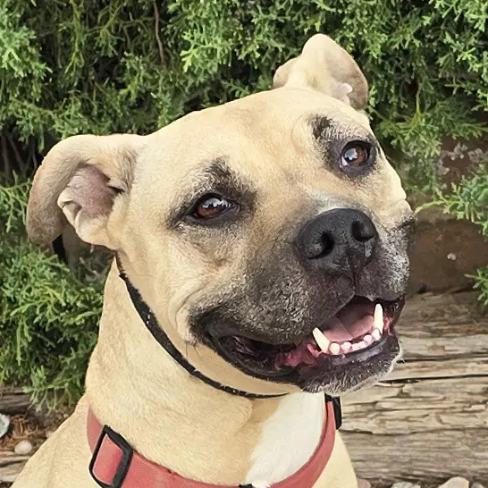 Silly Sweet Ms Strudel  Lovely Lb Y Apbt Lady - American Pit Bull Terrier