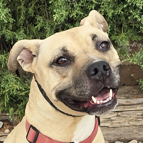 Silly SWEET Ms Strudel ~ Lovely 50lb 3y APBT Lady, a dog for adoption from Pet-a-Bulls
