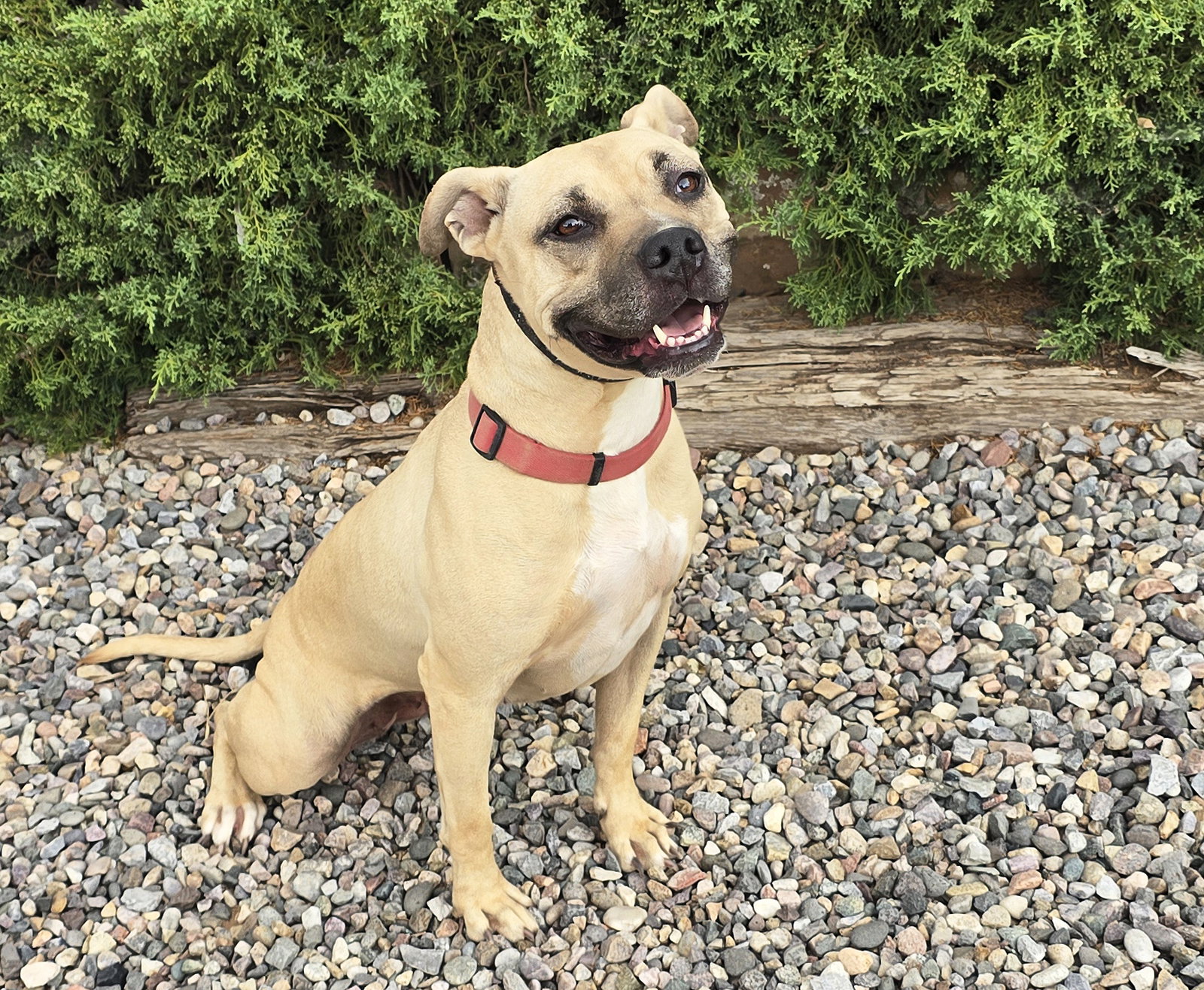 Silly SWEET Ms Strudel ~ Lovely 50lb 3y APBT Lady, photo 2