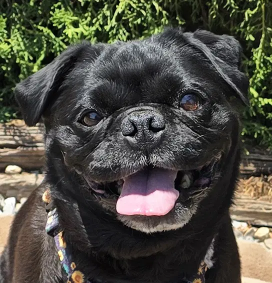 Precious Lil Ms Piggy  Lap Pug - Pug
