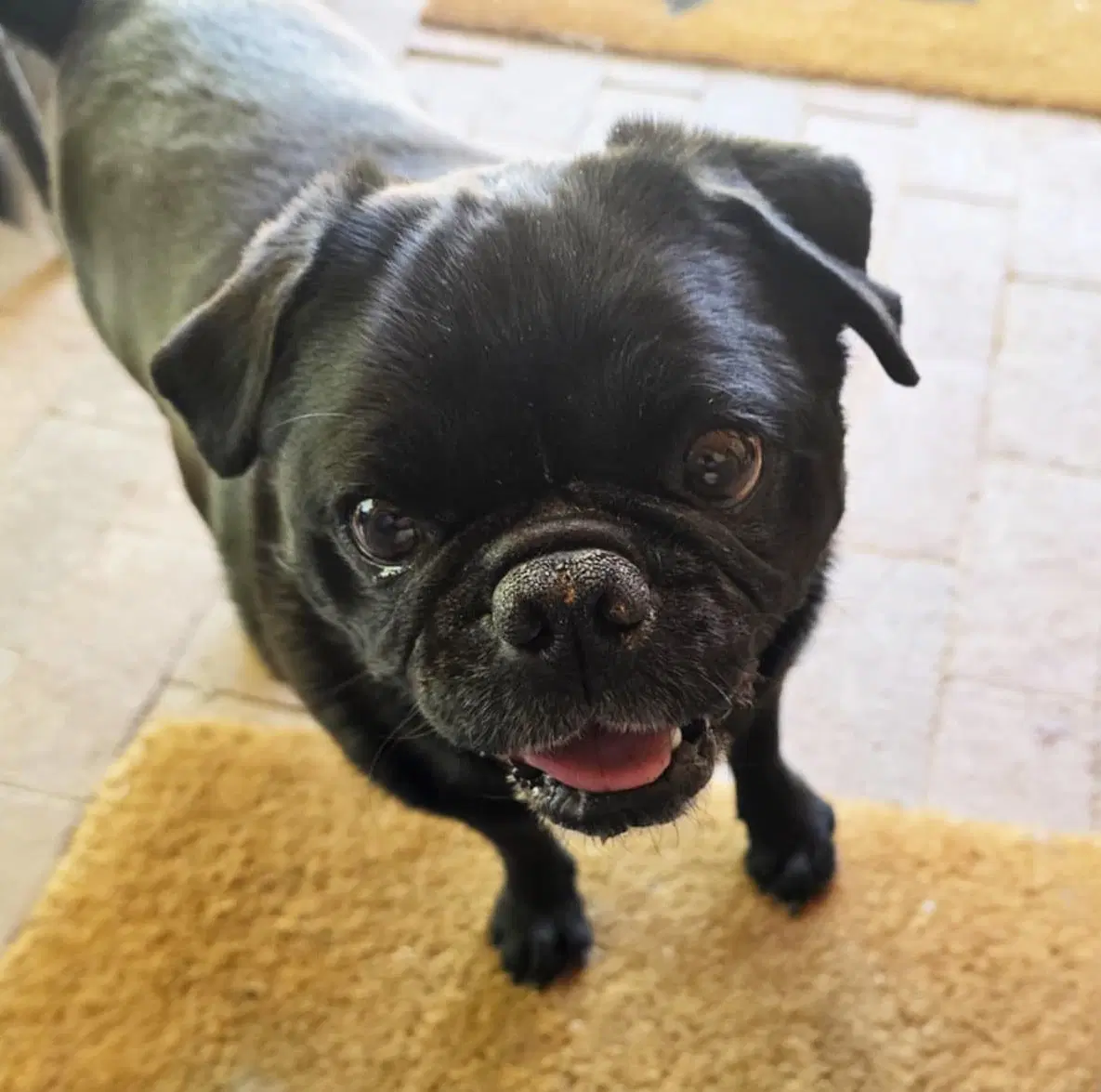 Precious Lil Ms Piggy  Lap Pug image 2
